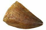 Fossil Mosasaur (Thalassotitan) Tooth - Morocco #374588-1